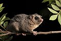 Tate's woolly mouse opossum