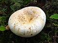 !Lactarius glaucescens, sin. pergamenus!