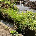 用水路と田をつなぐ樋（とい）が、畦の下に埋め込まれている "Toi" joint Paddy field and ditch (Waterway for irrigation), under/over "Aze" (a pass siding paddy field).