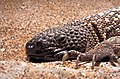 Image 11 Mexican beaded lizard More selected pictures