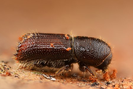 Orthotomicus laricis