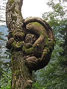 Burl near Palfau, in central Austria