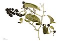  Smilax aspera