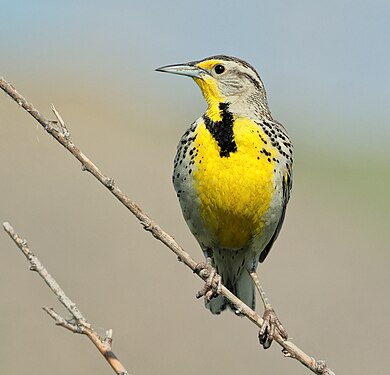 Western meadowlark by Cephas