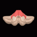Close up animation. Anterior lobe shown in red.