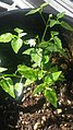 Capsicum chacoense