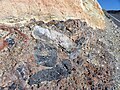 Tertiary debris flow deposit, Resting Springs Pass, California.