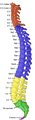 Vertebral column.