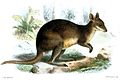 Brown's pademelon