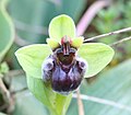 Ophrys bombyliflora Portugal - Algarve