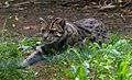 fishing cat