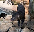 short-tailed mongoose