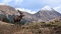 A red deer stag in Glen Etive, showing the south side of the Buachaille, with Stob na Bròige (right) and Stob Dubh (left) Buachaille Etive Mòr from the east side