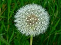 Dandelion seed head