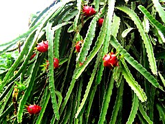 Pitaya fruit