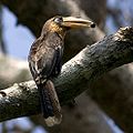 Tickell's brown hornbill