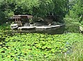 Lincoln Park Lilly Pool