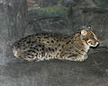 Fishing cat