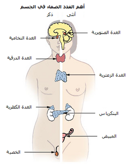 الغدد الصم الرئيسية. (ذكر في اليسار، أنثى في الجهة اليمنى.) 1. الغدة الصنوبرية 2. الغدة النخامية 3. الغدة الدرقية 4. غدة التوتة 5. غدة كظرية 6. بنكرياس 7. المبيض 8. الخصية