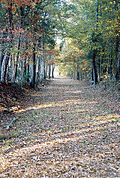 Island Ford Road is one of the many original Colonial road beds that cross various trails throughout the park