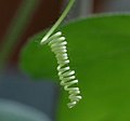 Viticci di Passiflora foetida.