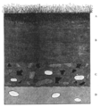 Section of the vegetable mould in a field, The Formation of Vegetable Mould through the Action of Worms