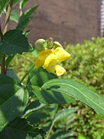 Blütenstand mit Blüte im Detail von Vigna angularis var. nipponensis