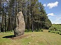 Arribiribilleta zutarria. Bergara, Elgoibar eta Soraluze artean.