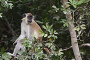 Mico verd buscant menjar en un bosc