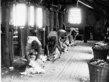 Shearing Sheep at Bungaree.