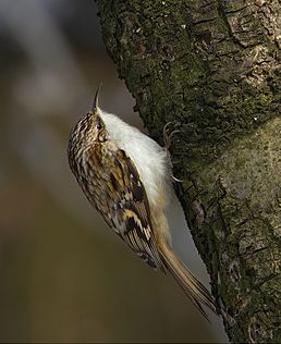 Підкоришник звичайний (Certhia familiaris)