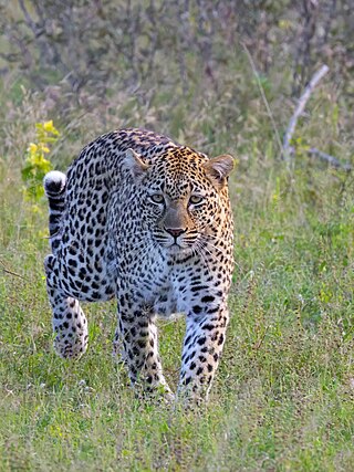 Leopard (Panthera pardus pardus)