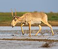Thumbnail for Saiga antelope