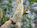 Female catkin