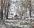 A deer returns to graze in the burn area on July 7, 2021