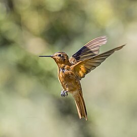 in flight