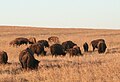 Prairie (Amérique du Nord) (Oklahoma)