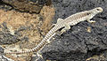 Desert Iguana near Amboy Crater, Mojave Desert, California.