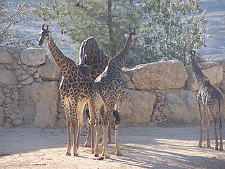 Un gruppo di giraffe sudafricane al Jerusalem Biblical Zoo