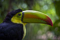 Keel-billed toucan (Ramphastos sulfuratus)