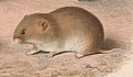 lacustrine vole