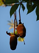 Fruit immature.