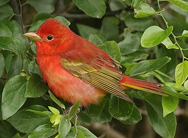 Western race P. r. cooperi South Padre Island, Texas