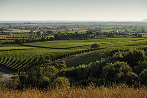 Landscape near Capalbio, Tuscany