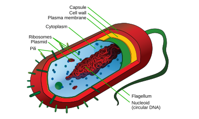 Prokaryote