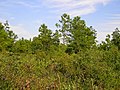 Loblolly pine trees in a Carolina Forest subdivision bordering Tuckahoe Bay.