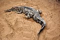 false gharial