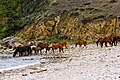 Chevaux sauvages à Olkhon.