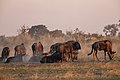 Delta de l'Okavango, Botswana.