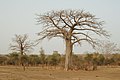 Baobab u Akazien in n Park W von n Niger.
